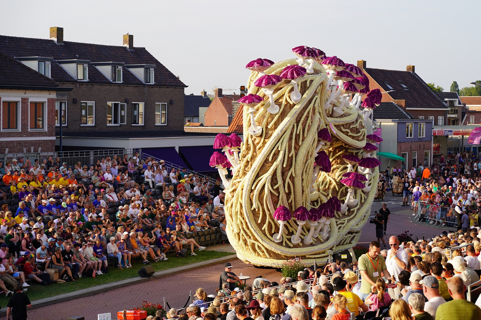Mycelium 'Een netwerk van schimmeldraden', Foto Sander Vlug