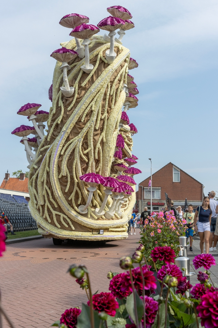 Mycelium 'Een netwerk van schimmeldraden', Foto Judith van Aert