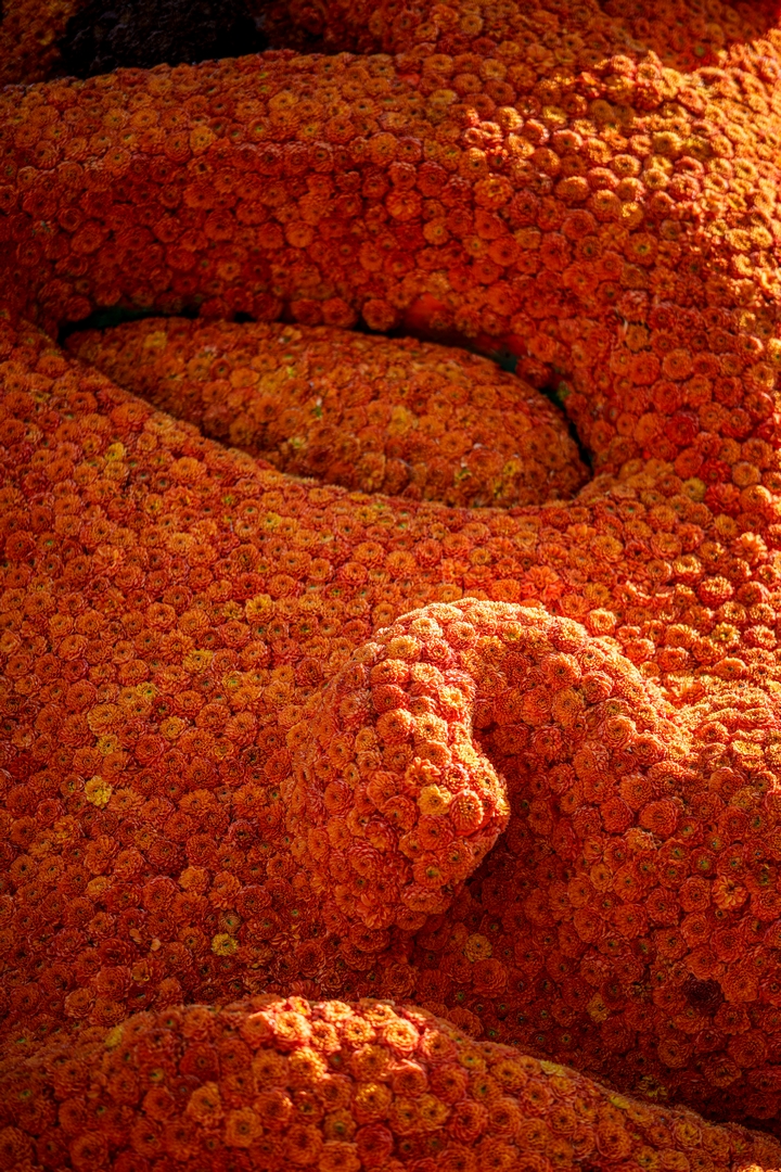 Odoodem, Foto Paul Ranft