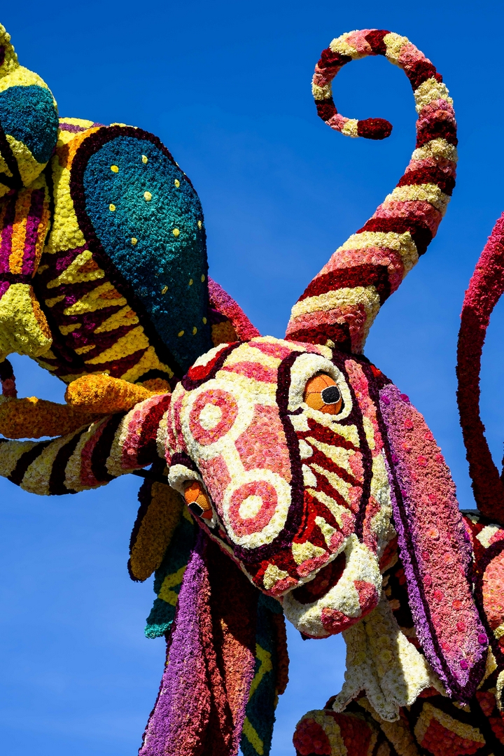Alebrijes, Foto José van Trijp fotografie