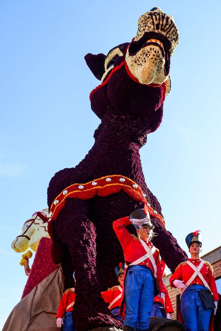 Vive Saint Nicolas!, Foto José van Trijp fotografie