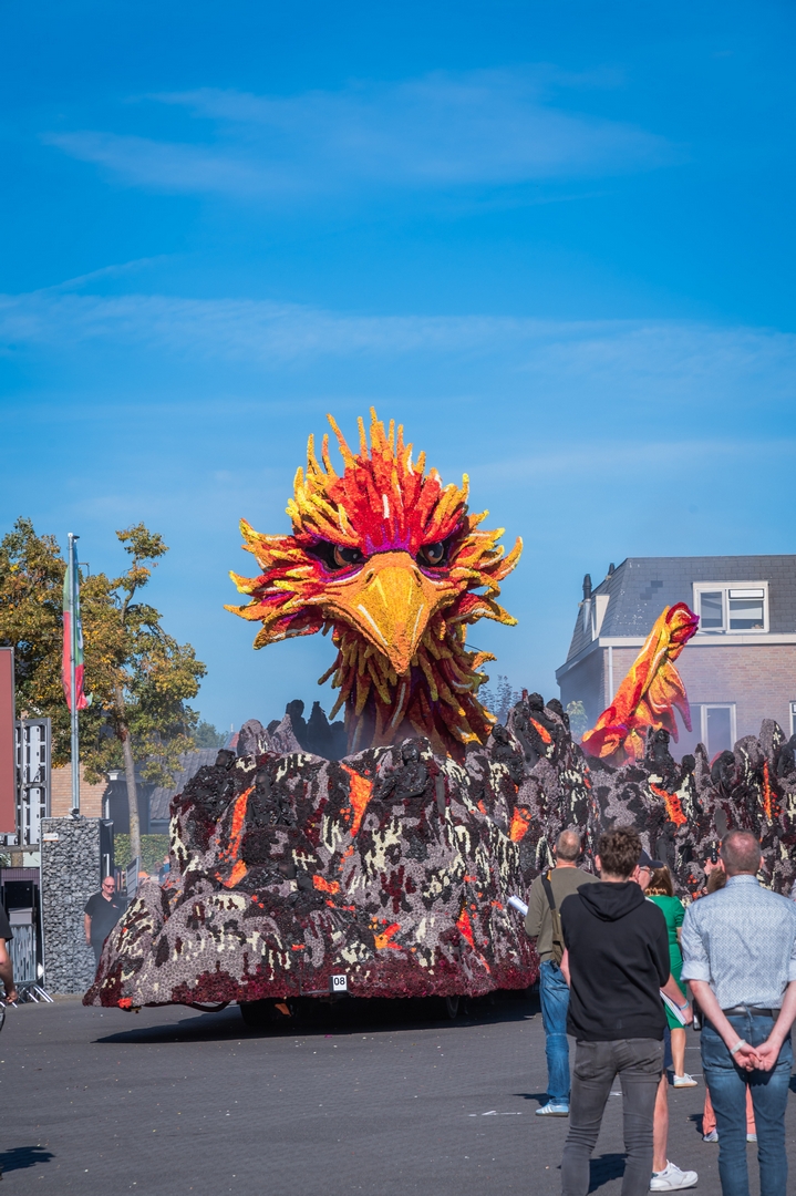 Feniks, Foto Charles van Campenhout