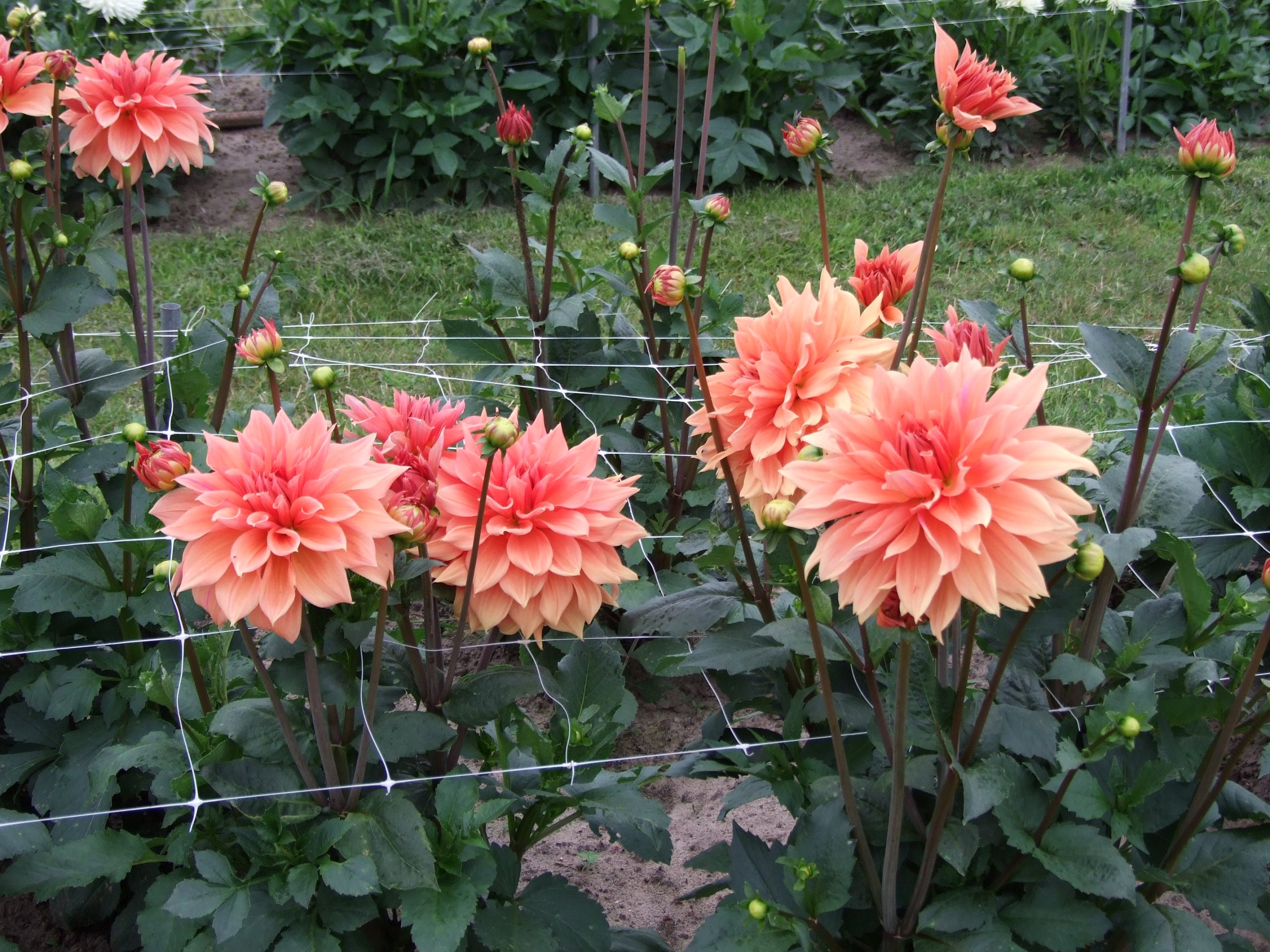 DSCF0438