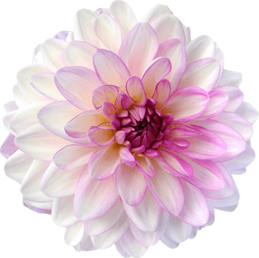 Dahlia